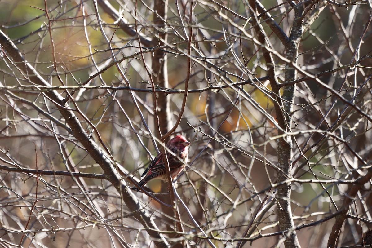 Purple Finch - ML647722363