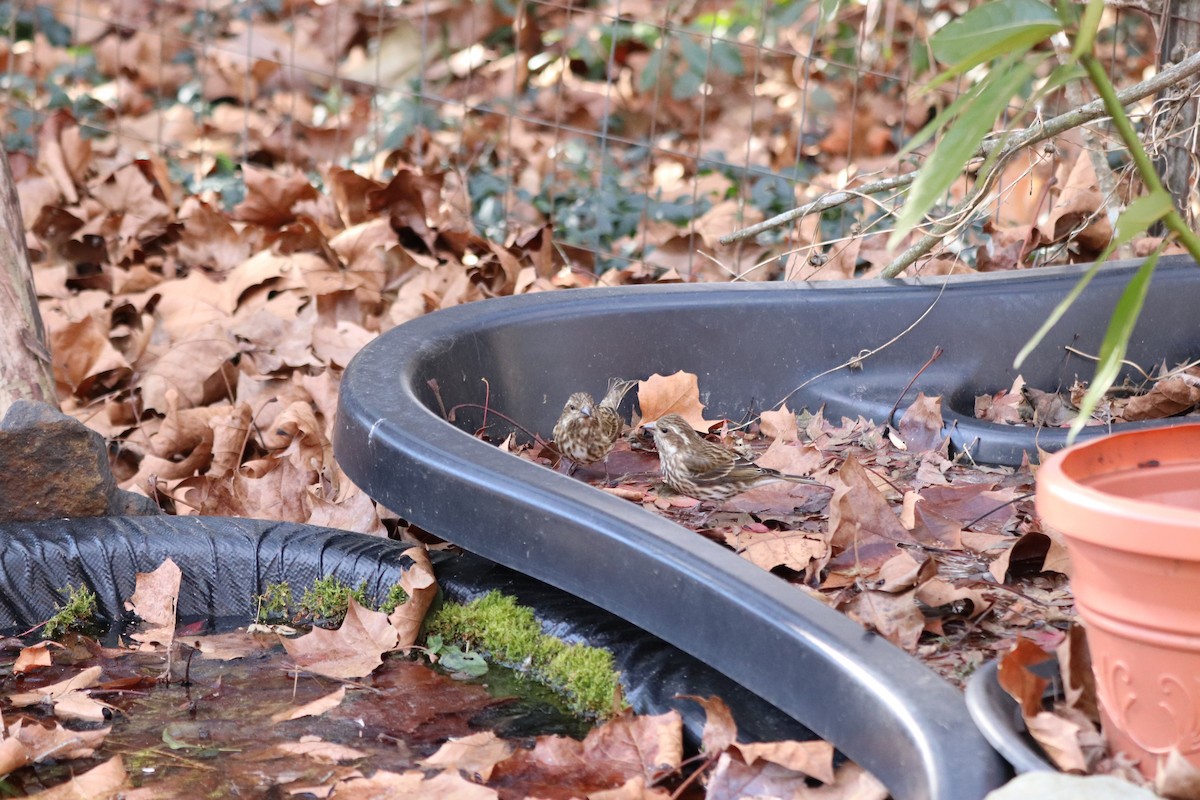 Purple Finch - ML647722364