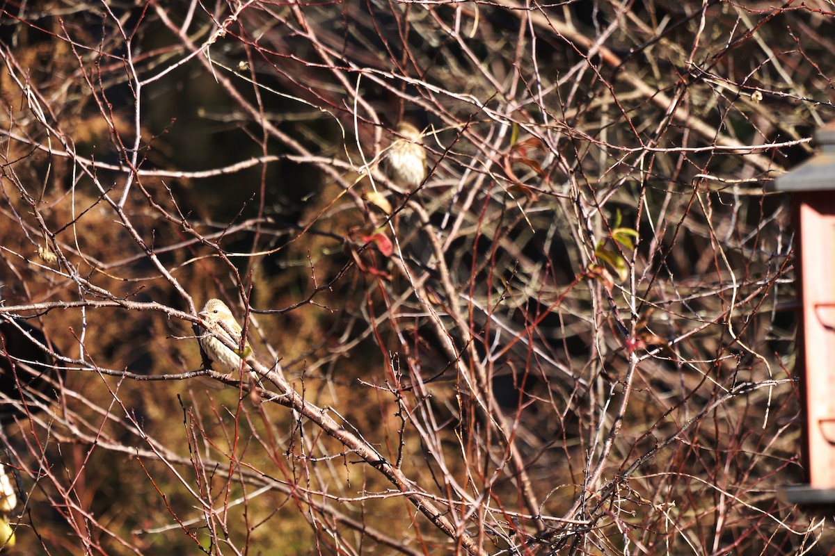 Purple Finch - ML647722365