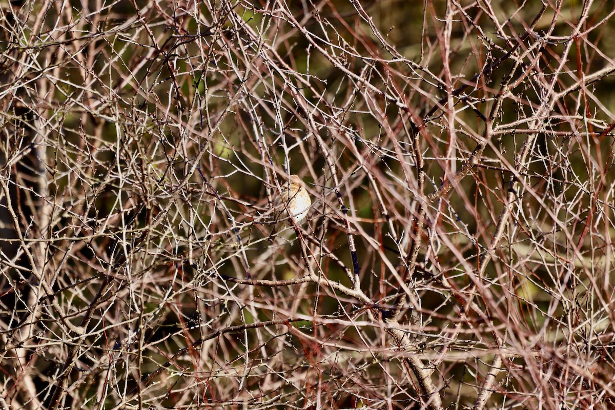 Purple Finch - ML647722366