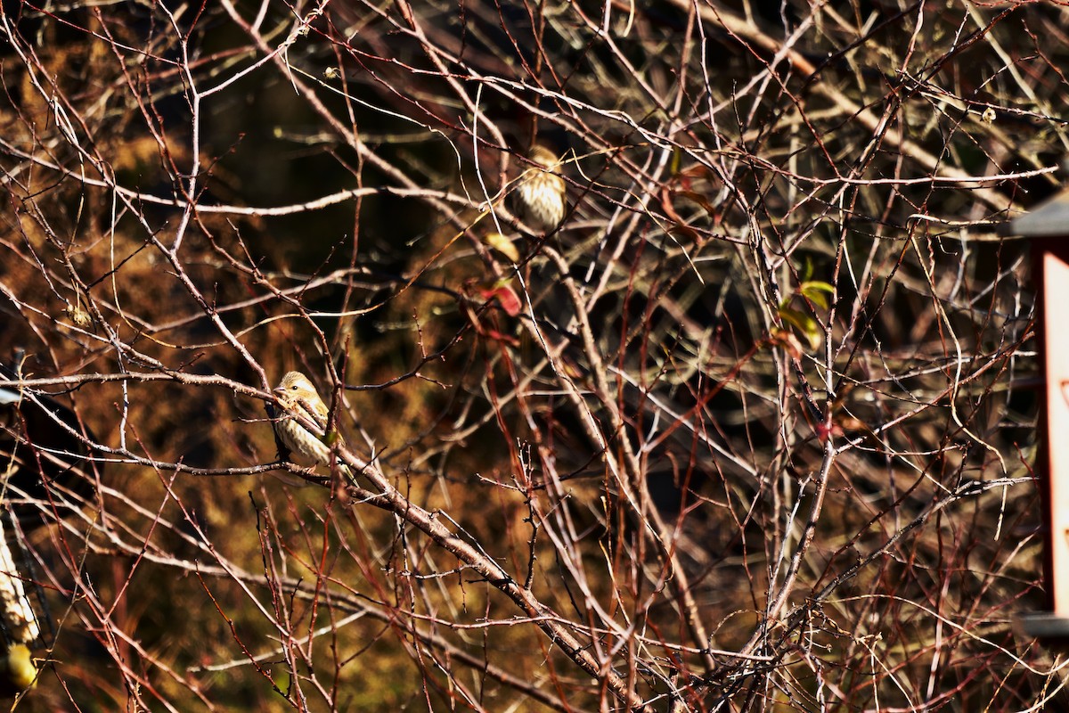 Purple Finch - ML647722367