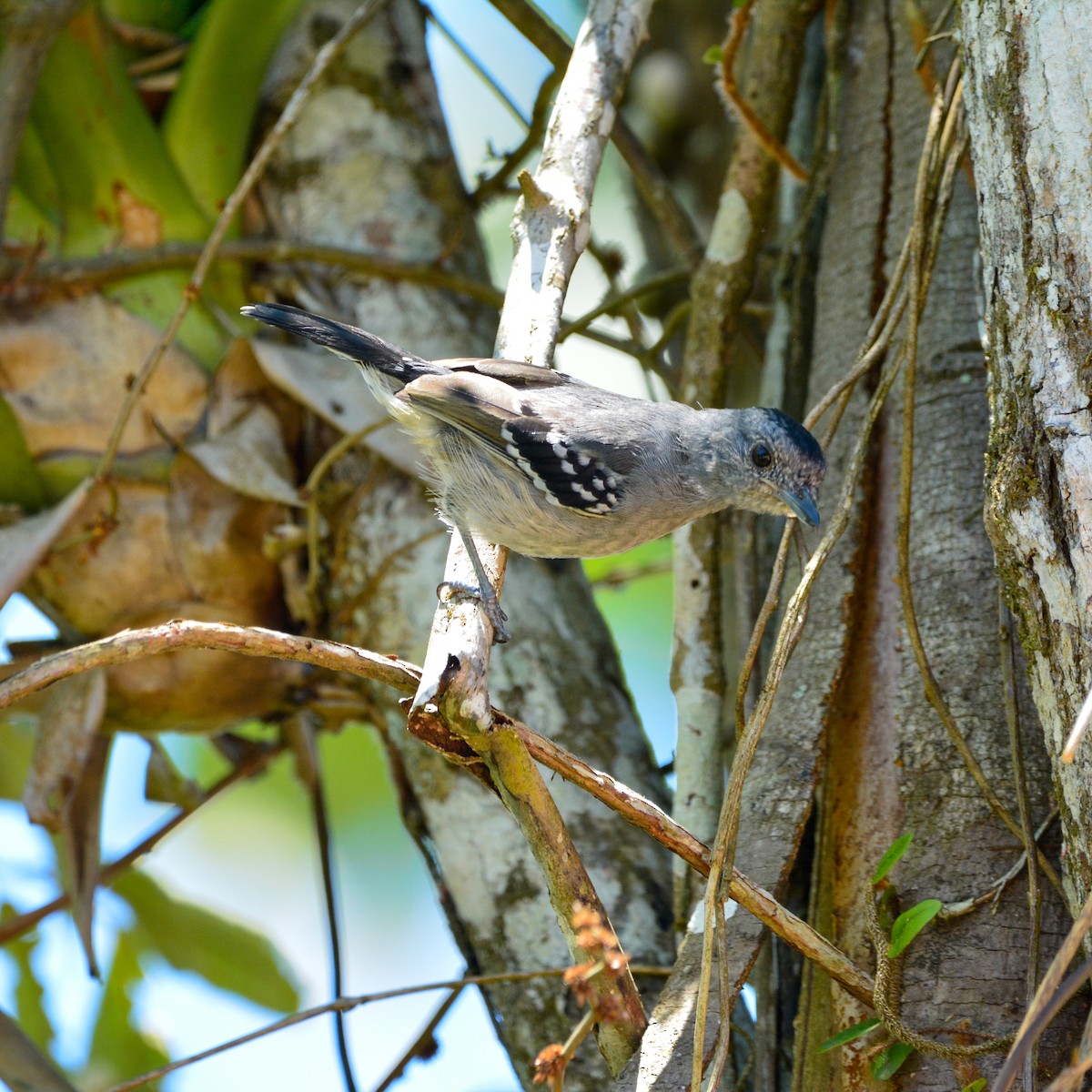 Variable Antshrike - ML647722415