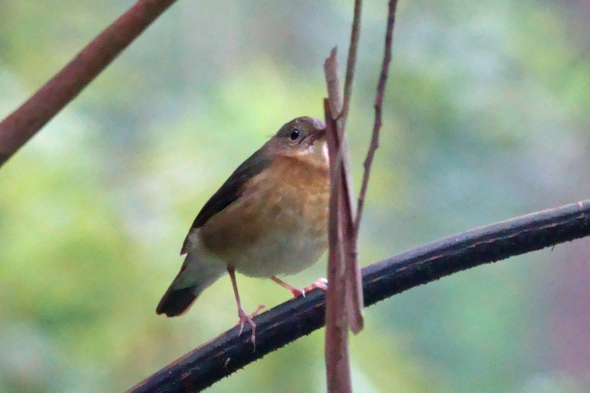 Indian Blue Robin - ML647722426
