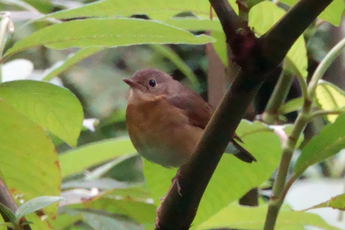 Indian Blue Robin - ML647722427