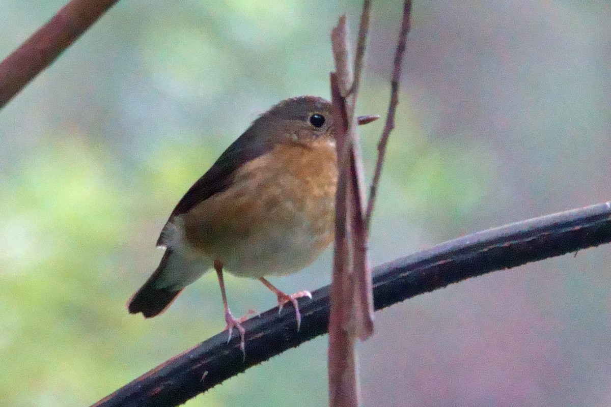 Indian Blue Robin - ML647722428
