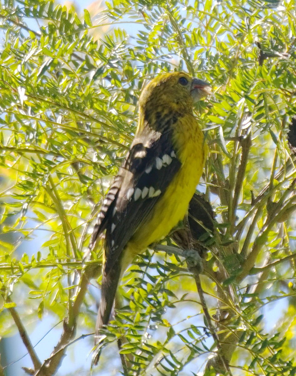 Golden Grosbeak - ML647722438