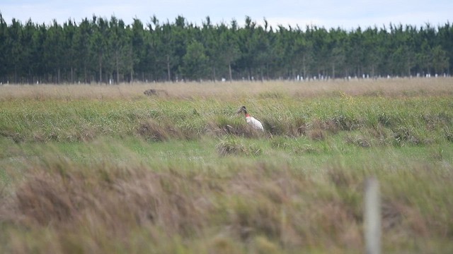 čáp jabiru - ML647722460