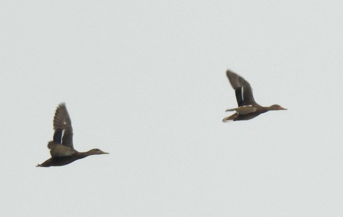 kachna mexická - ML647722461