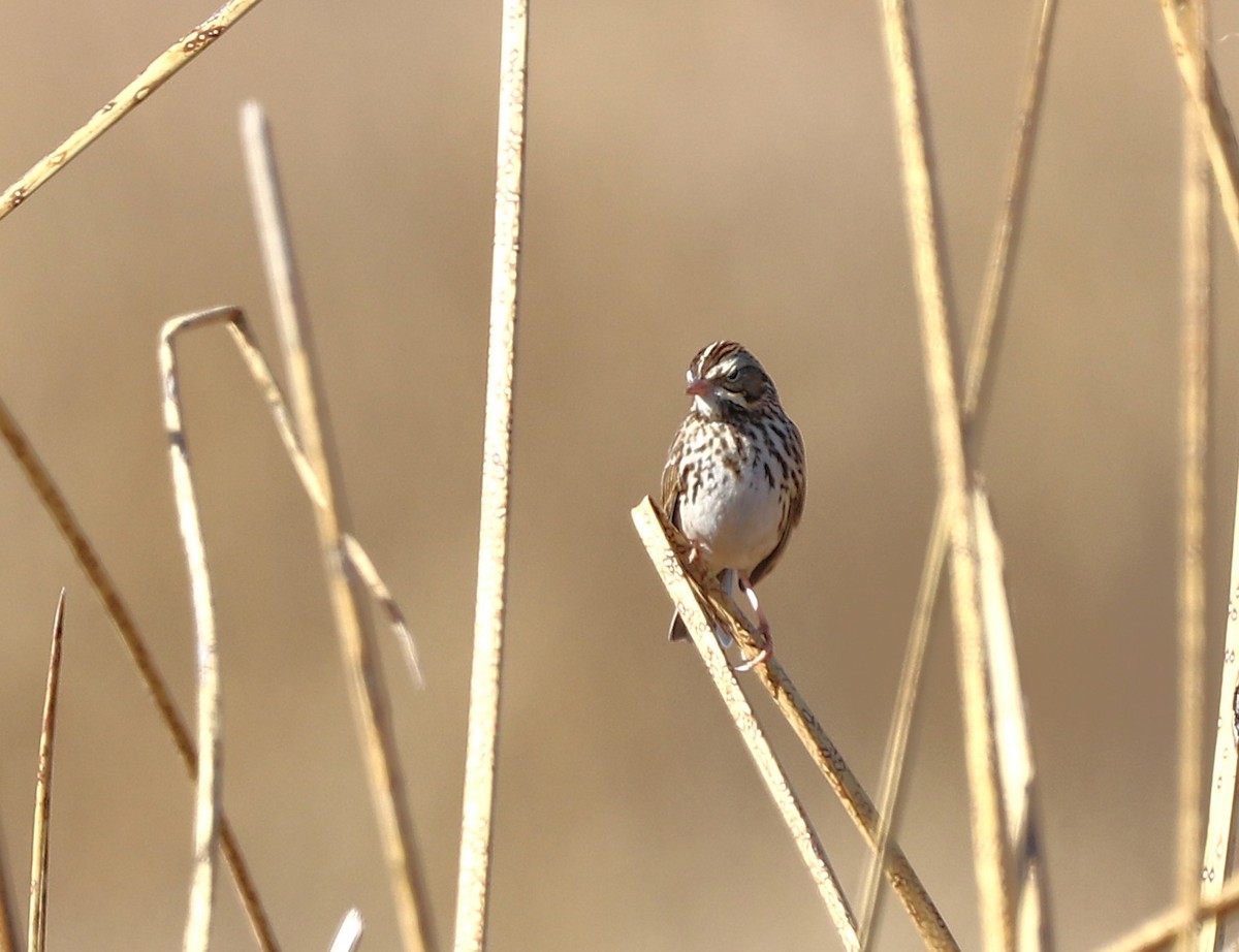 Savannah Sparrow - ML647722498
