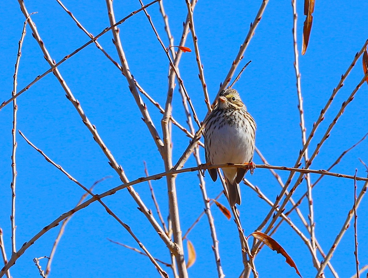 Savannah Sparrow - ML647722499