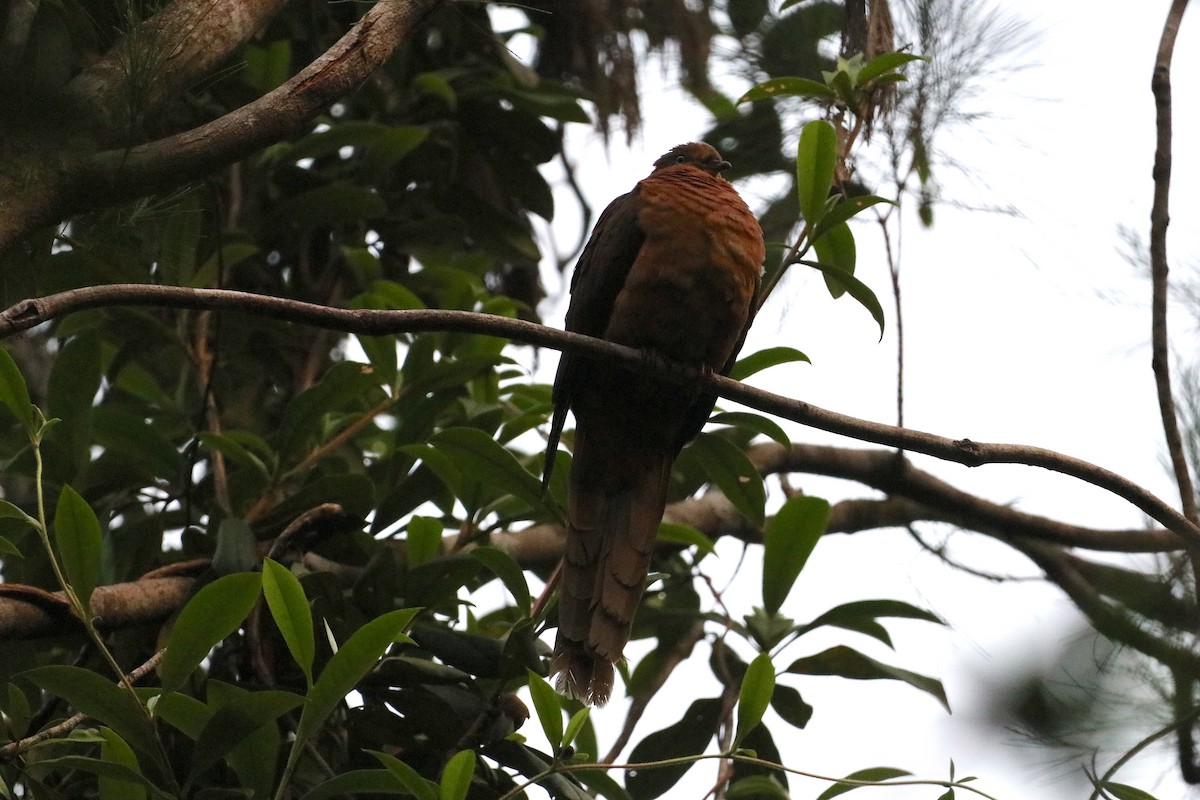 Brown Cuckoo-Dove - ML647722526