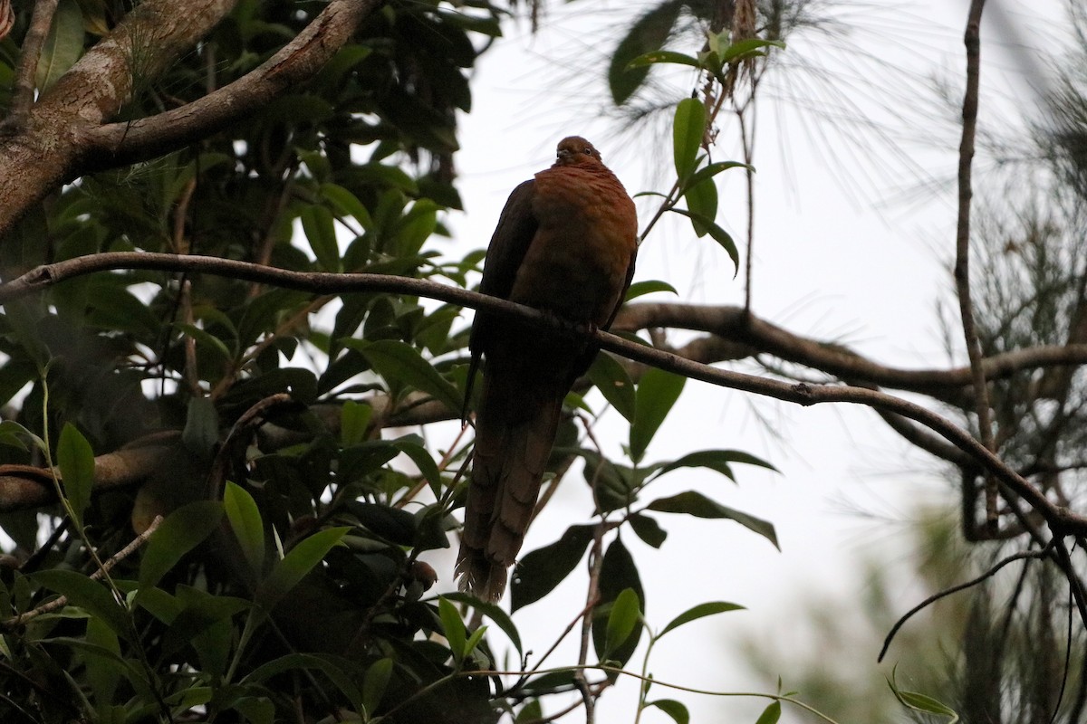 Brown Cuckoo-Dove - ML647722527