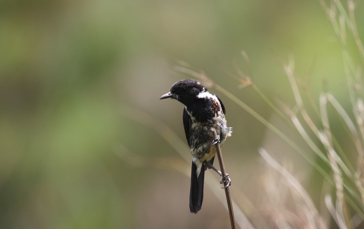 Afrika Taşkuşu - ML647722534