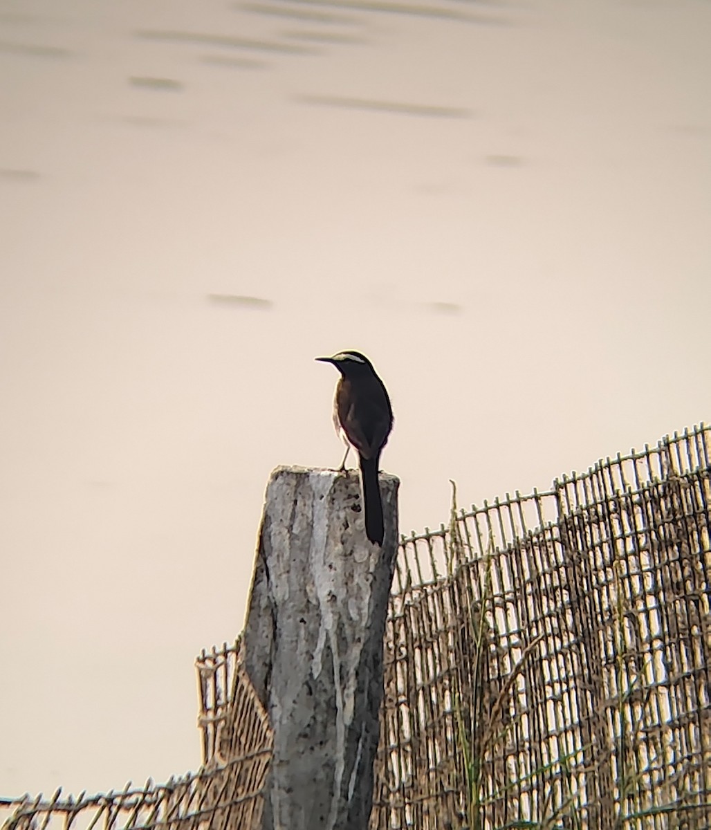 Weißbrauenstelze - ML647722557