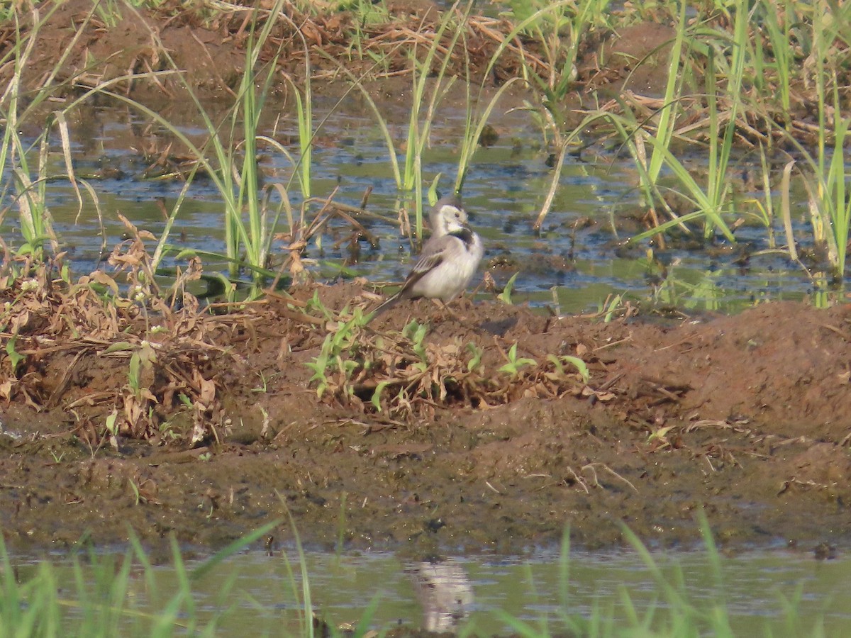 נחליאלי לבן - ML647722559