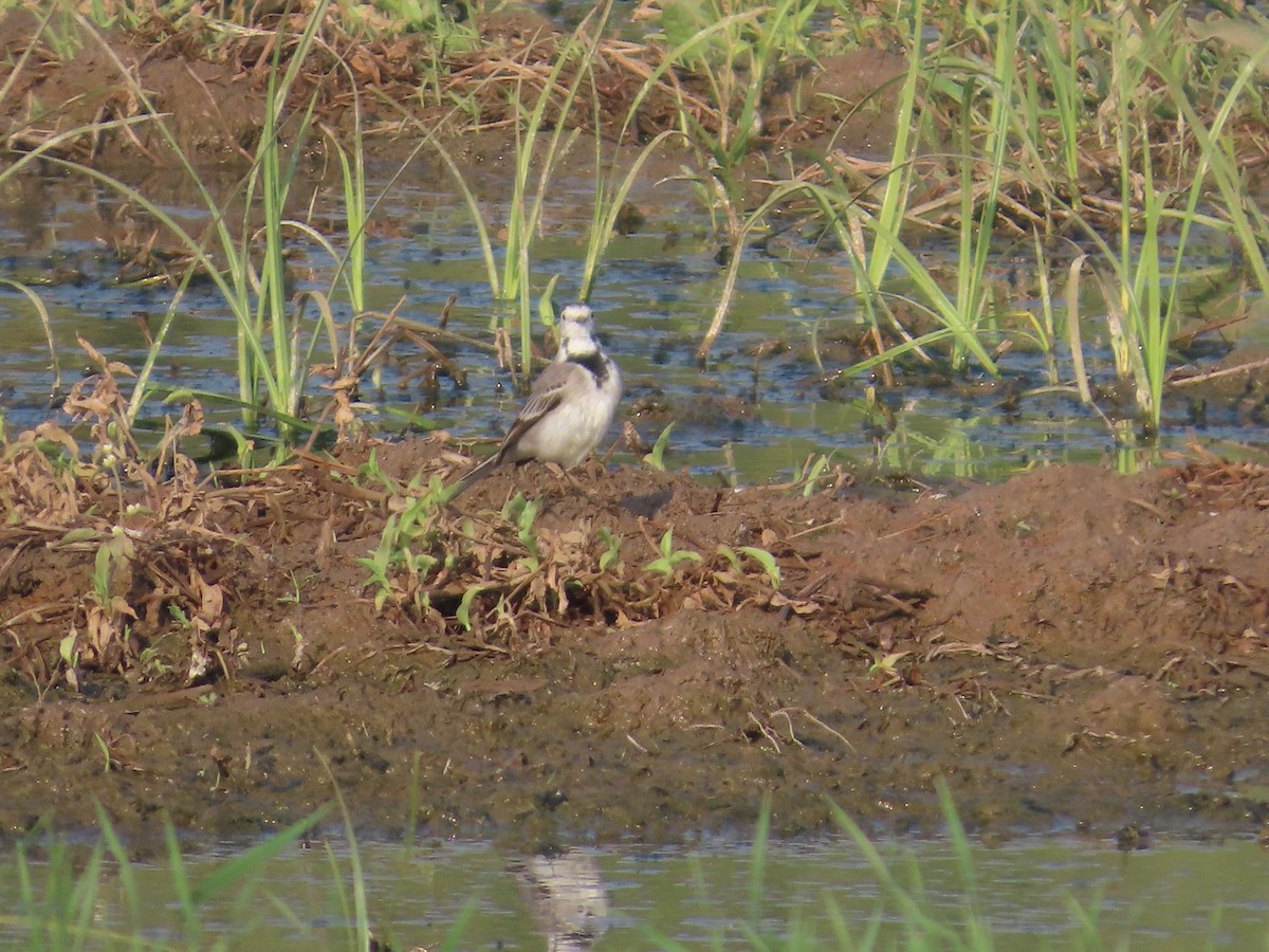 נחליאלי לבן - ML647722560