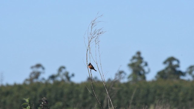 Dark-throated Seedeater - ML647722566