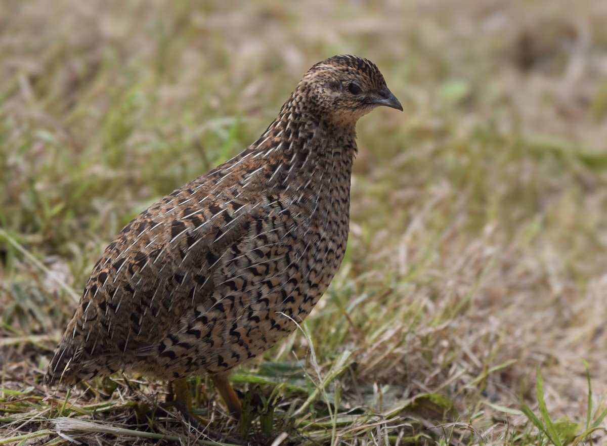 Brown Quail - ML647722578