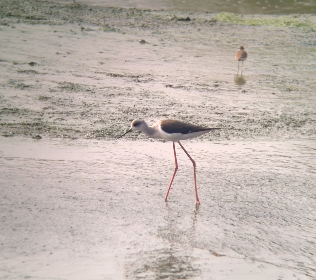 高蹺鴴 - ML647722580