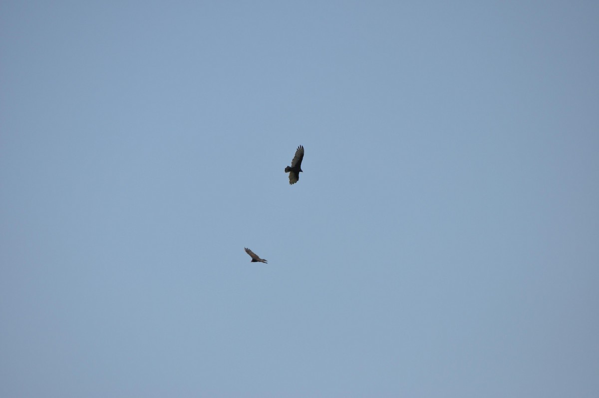 kondor krocanovitý - ML647722581