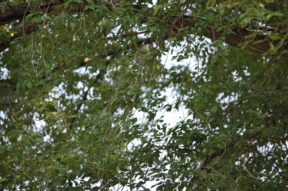 Black-capped Chickadee - ML647722589