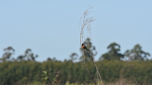 Dark-throated Seedeater - ML647722590