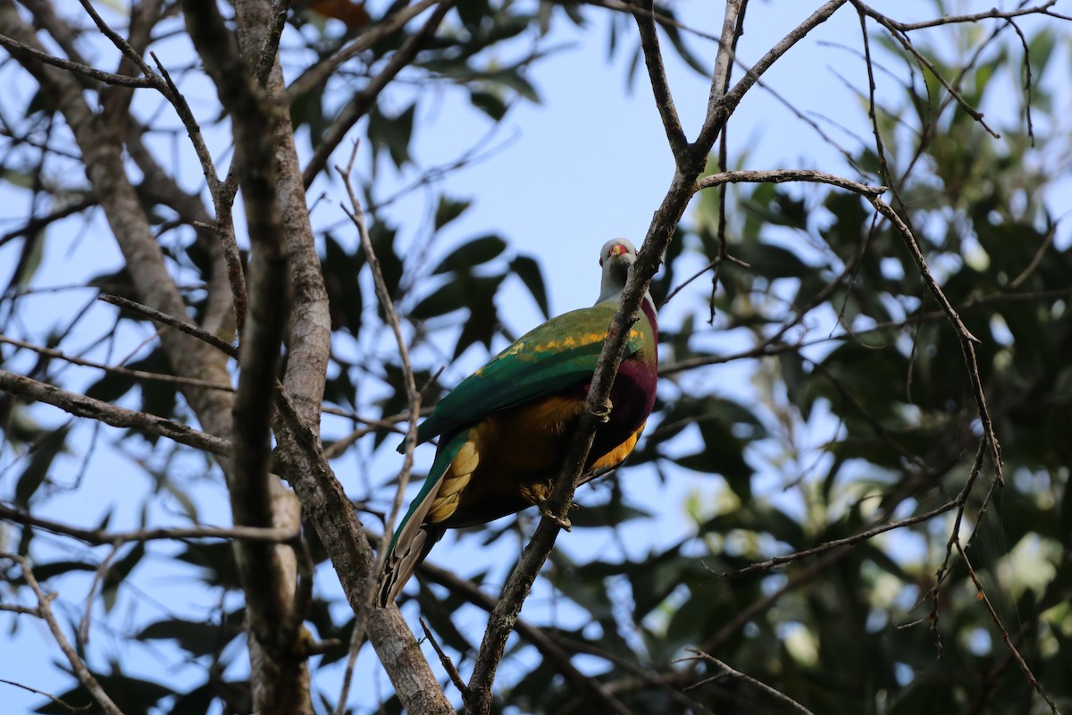 Wompoo Fruit-Dove - ML647722597