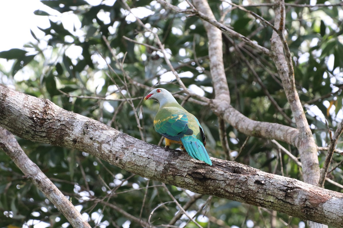 Wompoo Fruit-Dove - ML647722598
