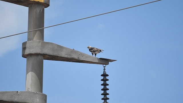 káně korunkatá - ML647722643