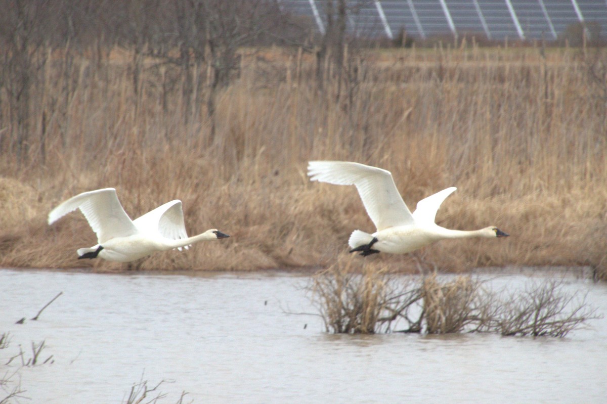 Tundra Swan - ML647722644