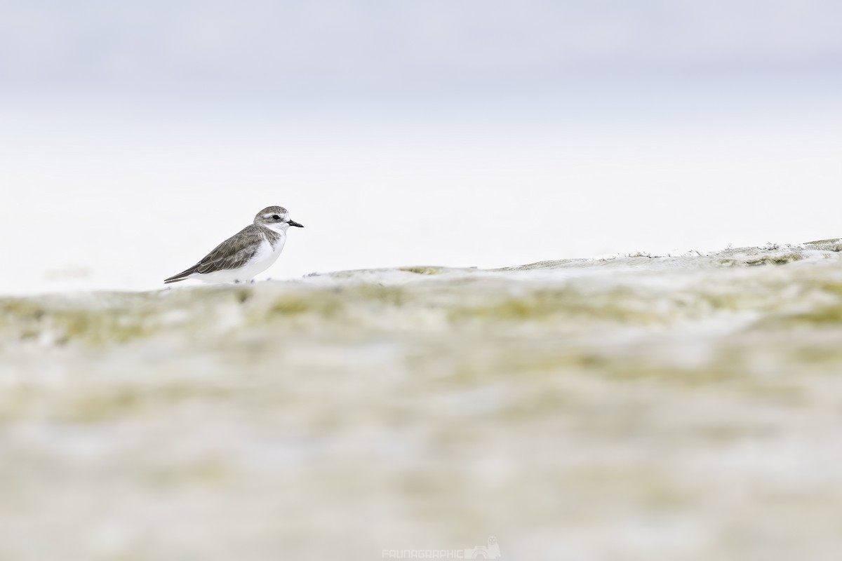 Tibetan Sand-Plover - ML647722645