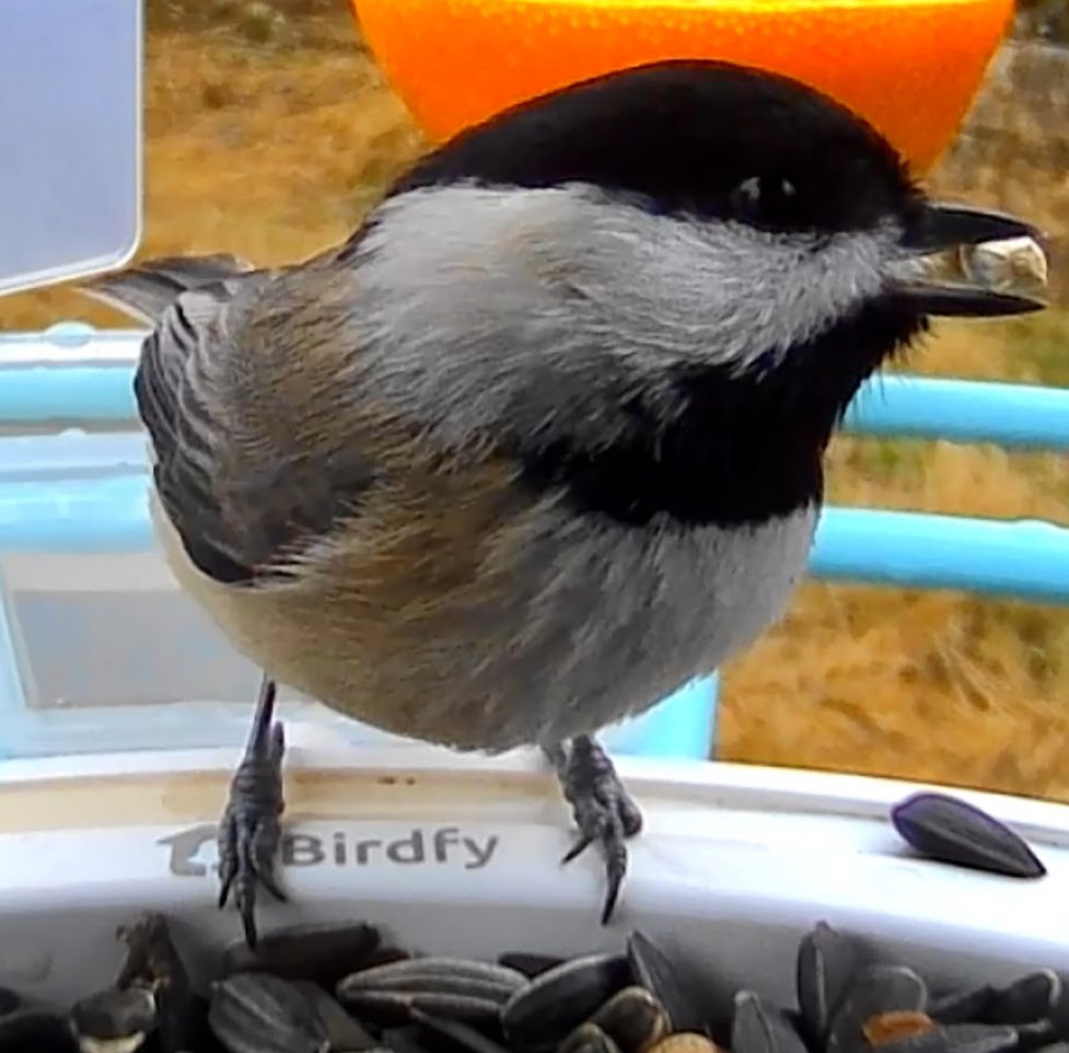 sýkora karolínská/černohlavá - ML647722648