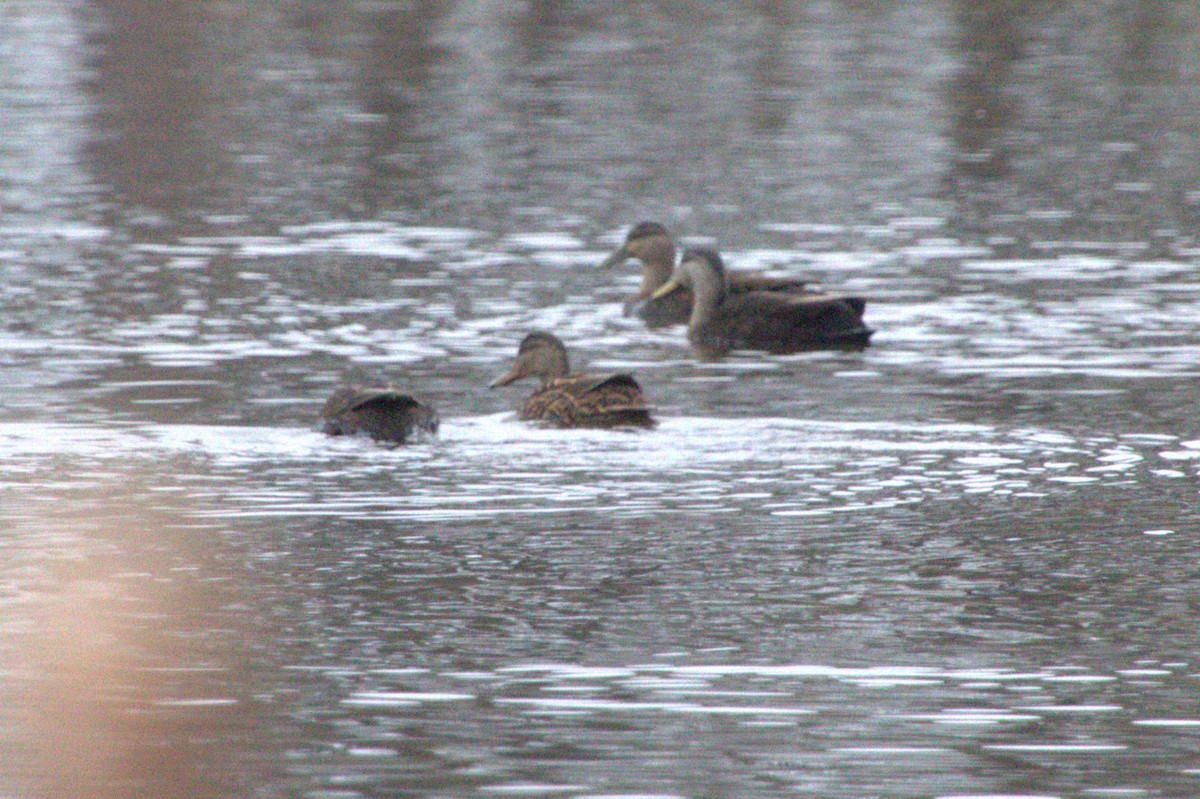 Canard noir - ML647722650