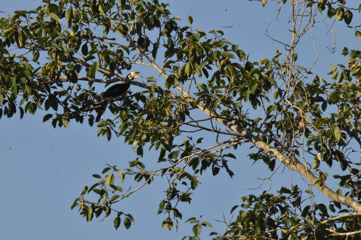 Cálao Cariblanco - ML647722663