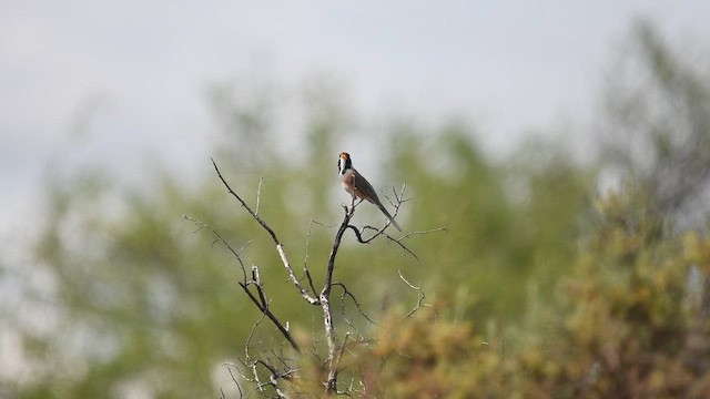 Many-colored Chaco Finch - ML647722681