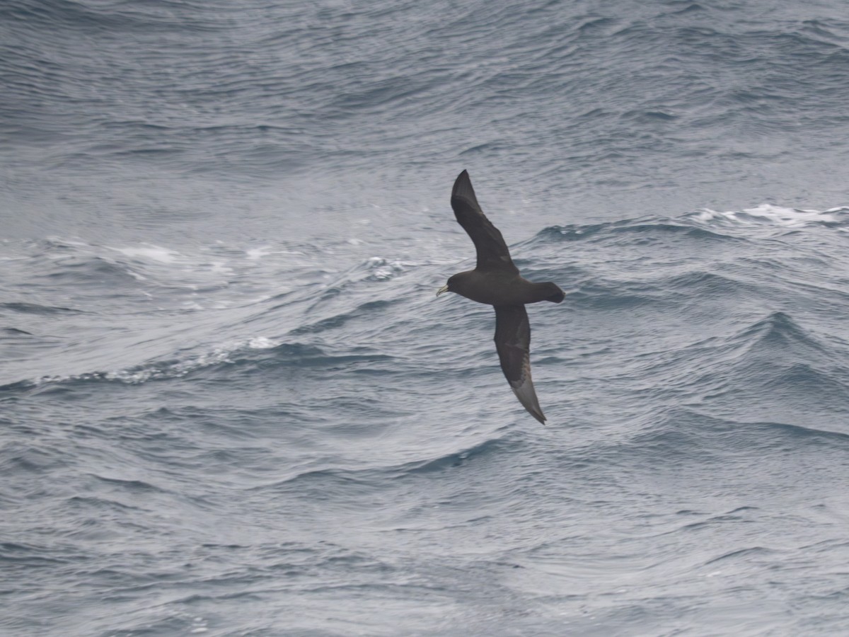 Beyaz Gıdılı Yelkovan - ML647722684