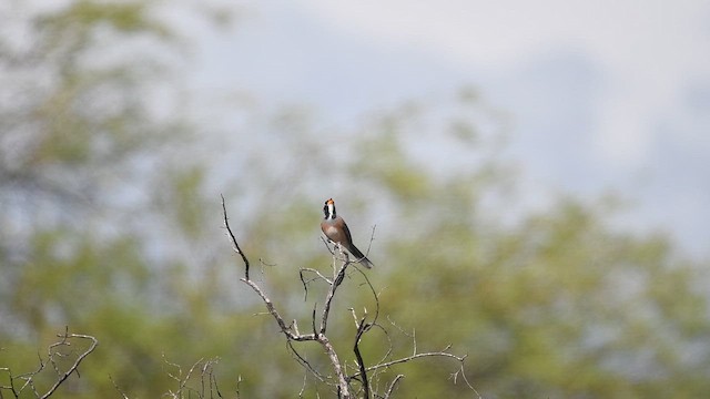 Pepitero Chico - ML647722692