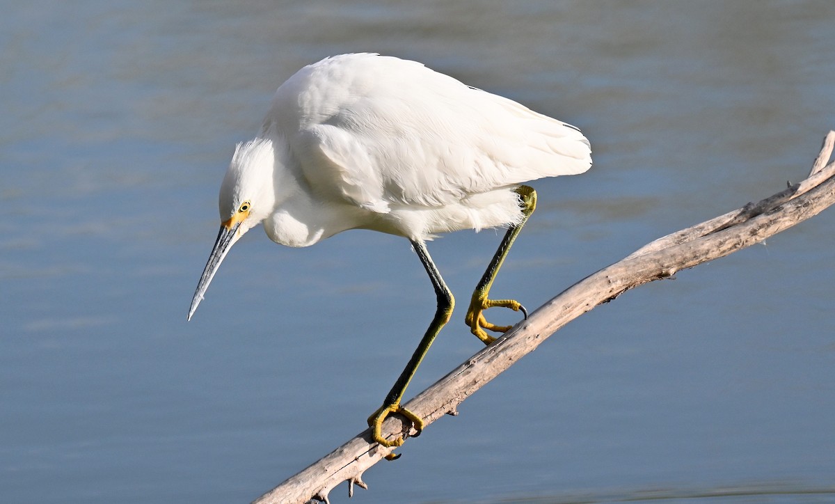 Snowy Egret - ML647722694