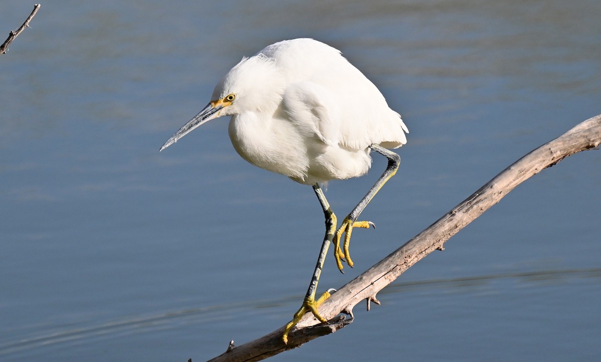 Snowy Egret - ML647722695