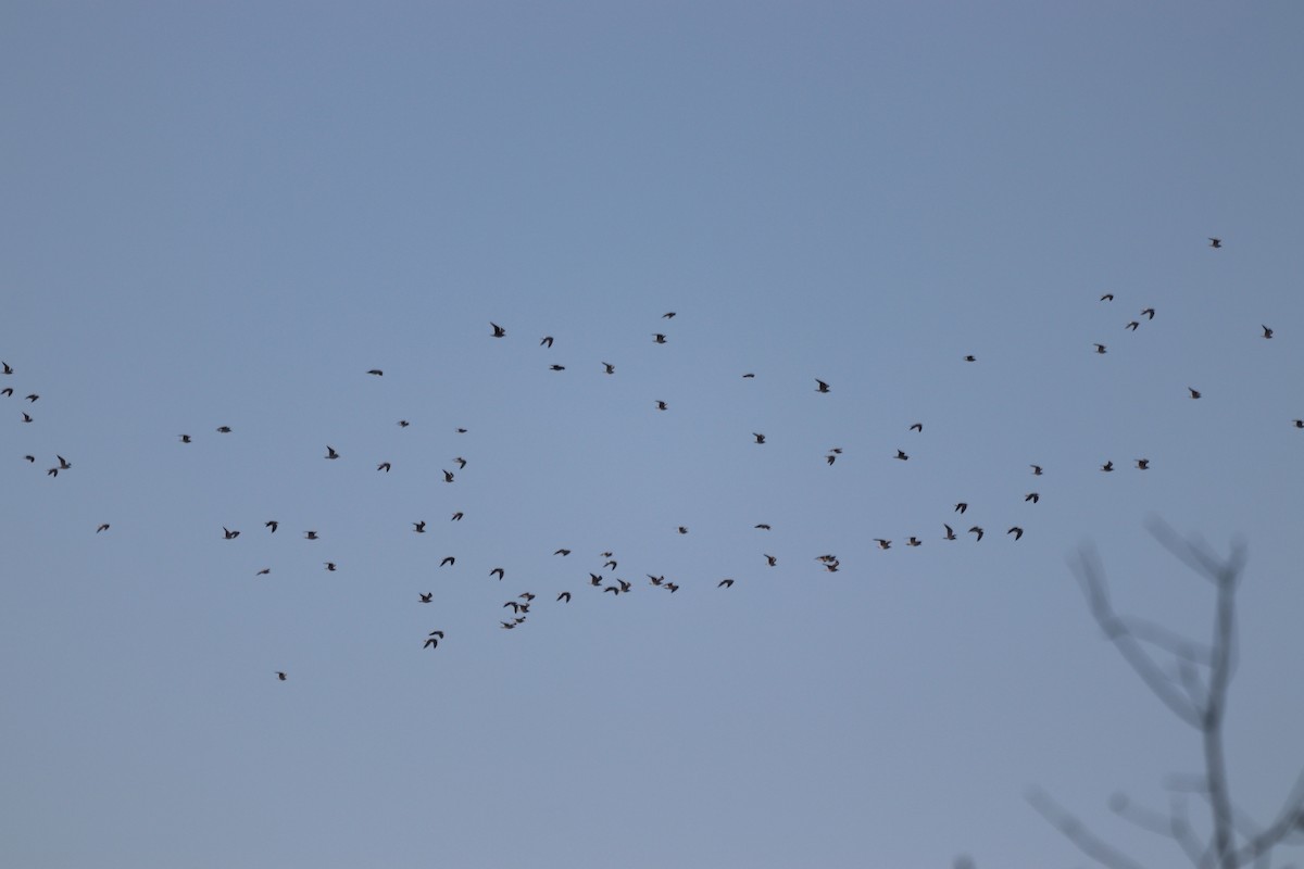 gull sp. - ML647722703