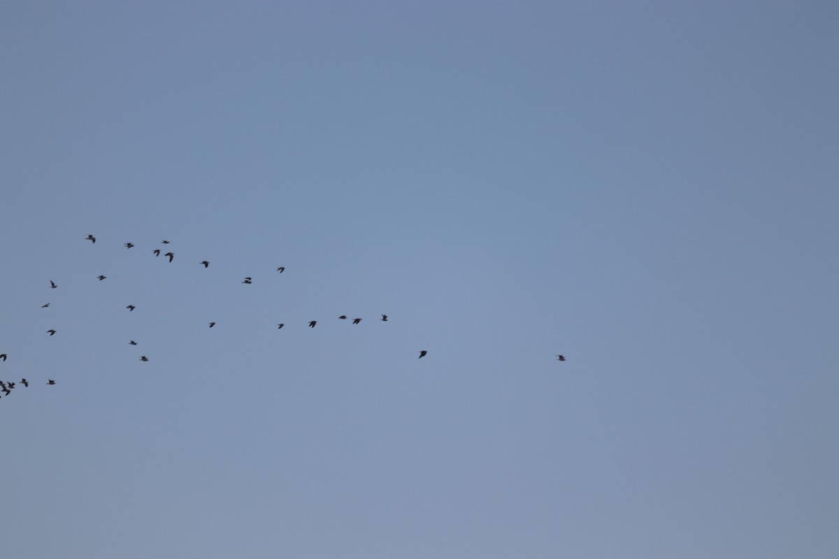 gull sp. - ML647722704