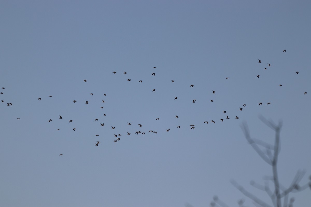 gull sp. - ML647722705