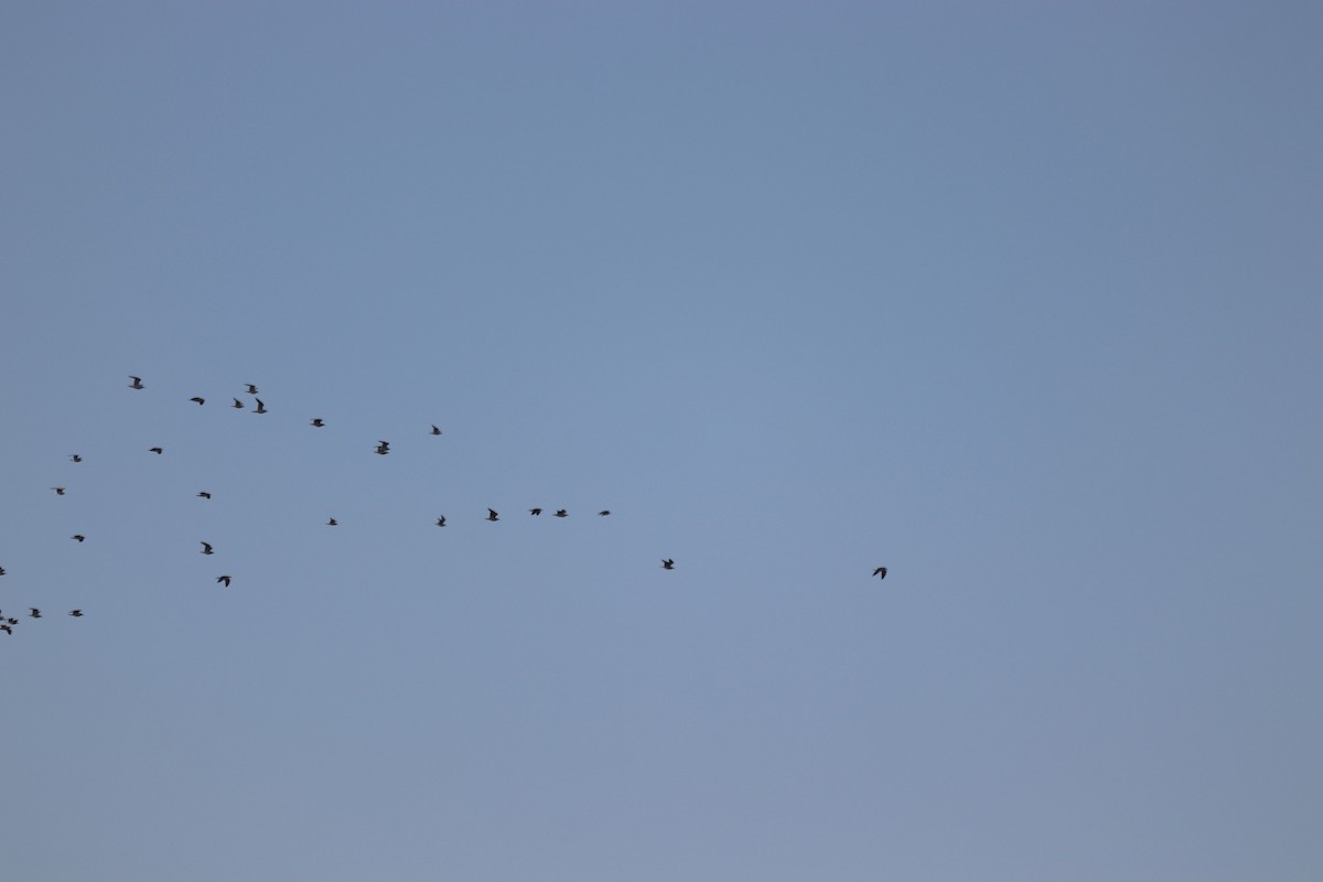 gull sp. - ML647722706