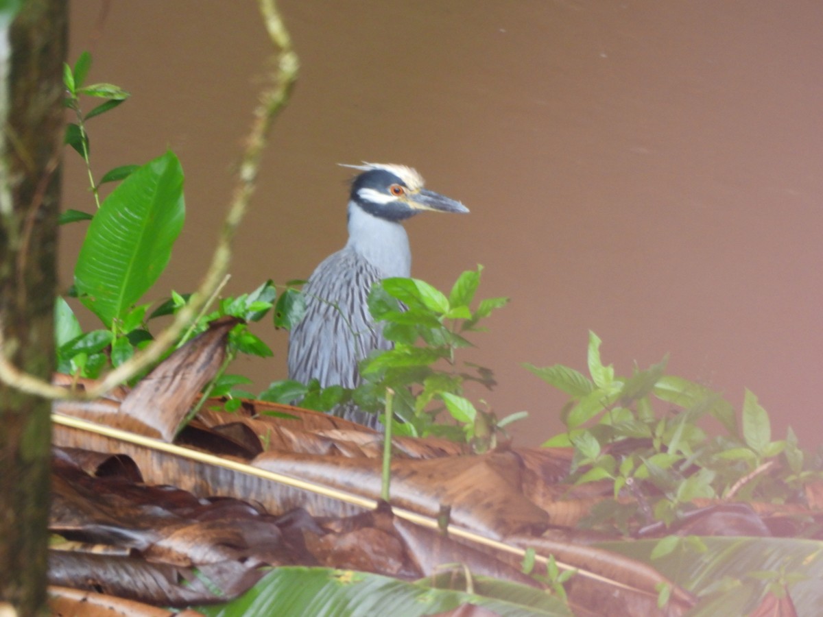 kvakoš žlutočelý - ML647722717