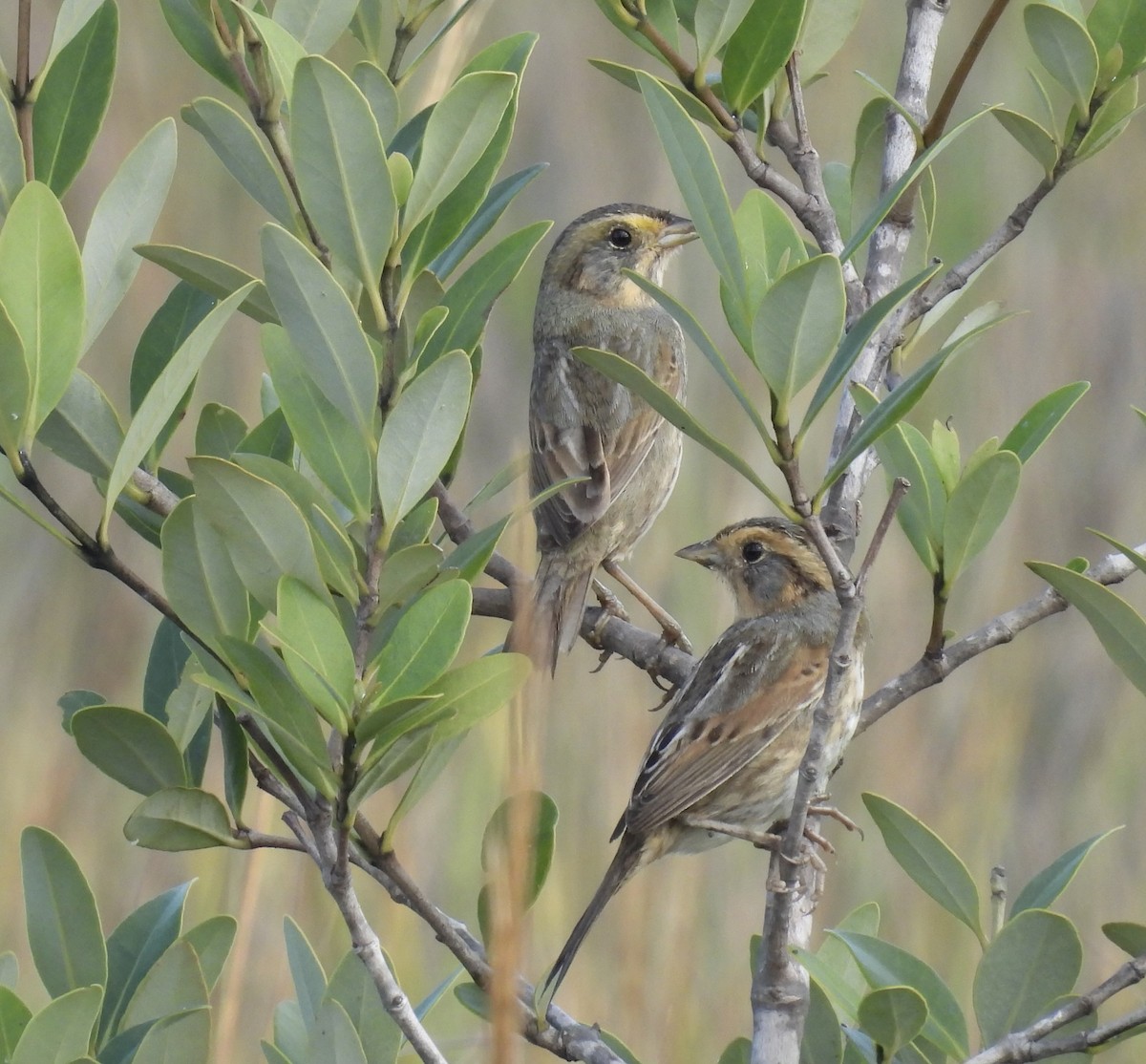 Nelson's Sparrow - ML647722722