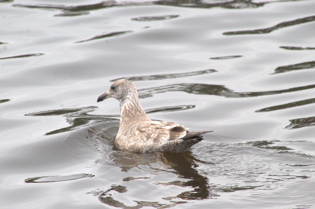 Goéland hudsonien - ML647722723