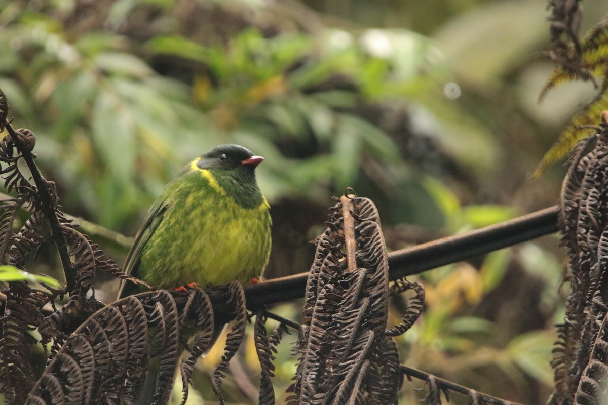 Frutero Verdinegro - ML647722728