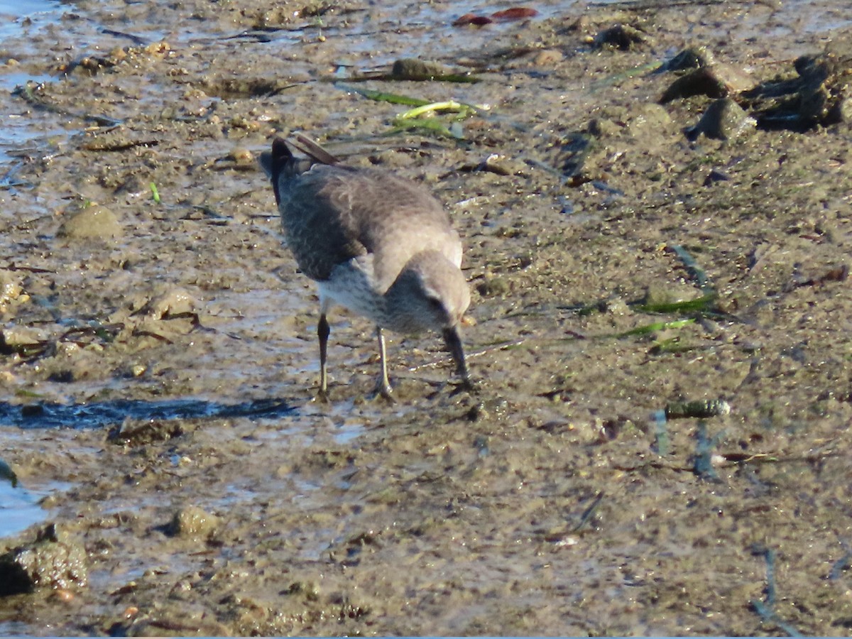 Bécasseau maubèche - ML647722729