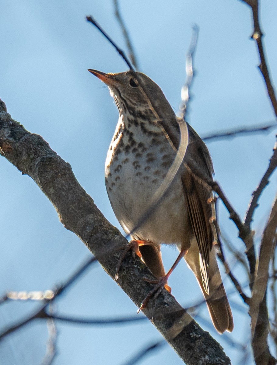 Zorzalito Colirrufo - ML647722732