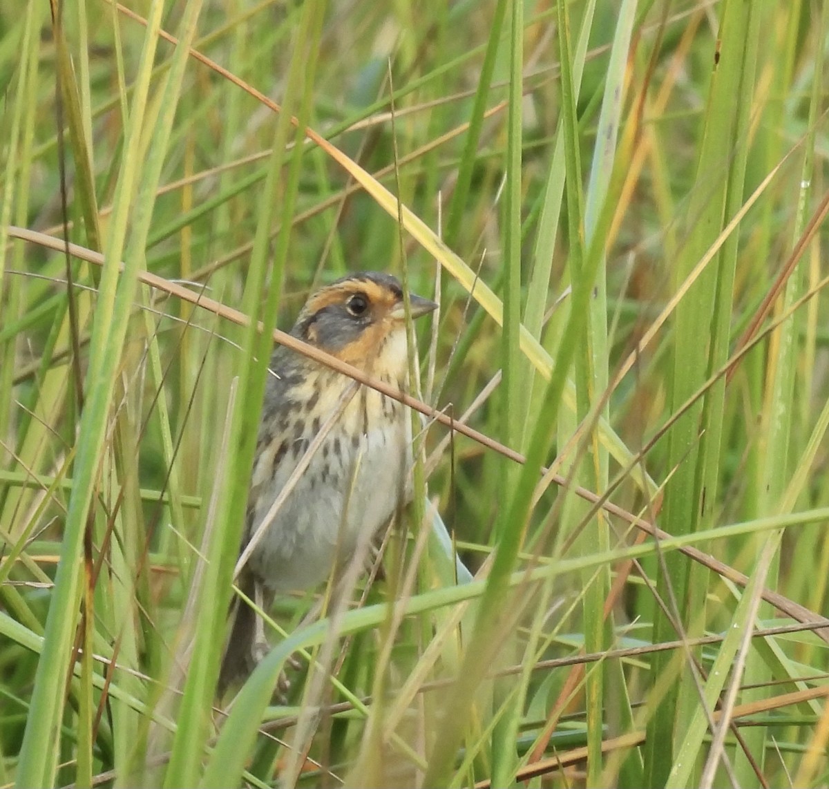 Chingolo Colifino - ML647722733